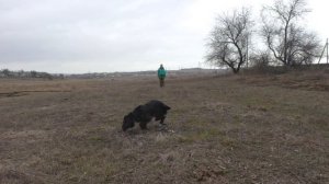 ОКД (русский спаниель Эльза).mp4