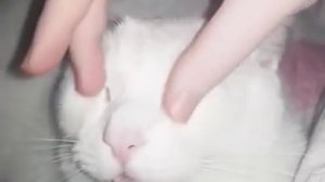 Кошка любит массаж лица