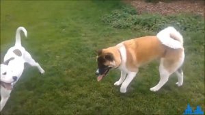 American Akita vs pitbull