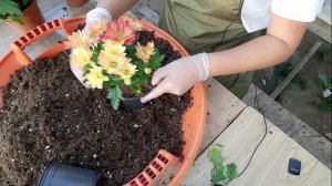 Маточники хризантемы из магазина. Хризантема "Зембла" и кустовая.