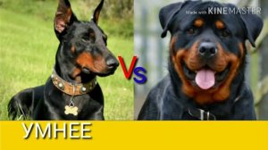 доберман против ротвелера