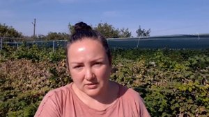 Вырезаю отплодоносившие побеги малины