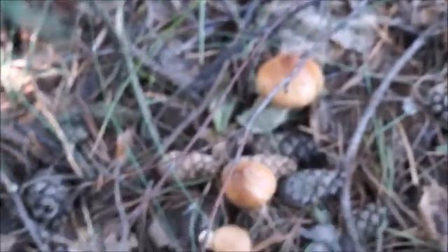 Моя жизнь после 70 лет. Тихая грибная охота. смотреть онлайн