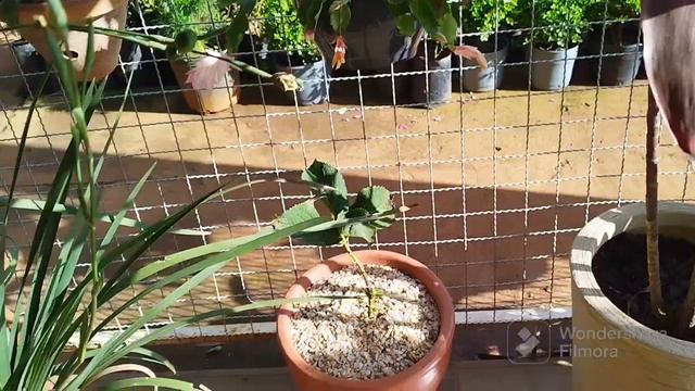 Lindas plantas, vem comigo no viveiro do galego смотреть онлайн