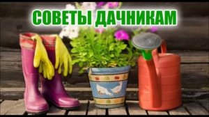 ПОЛЕЗНЫЕ СОВЕТЫ ДАЧНИКАМ