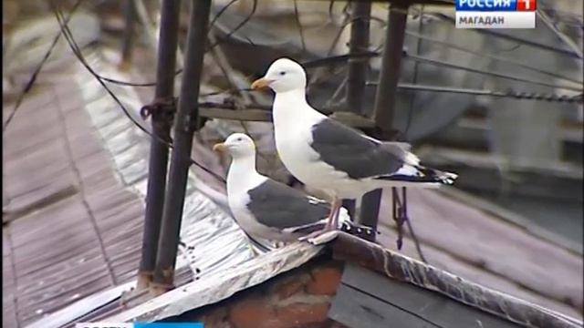 Орнитолог – как бороться с чайками в Магадане смотреть онлайн