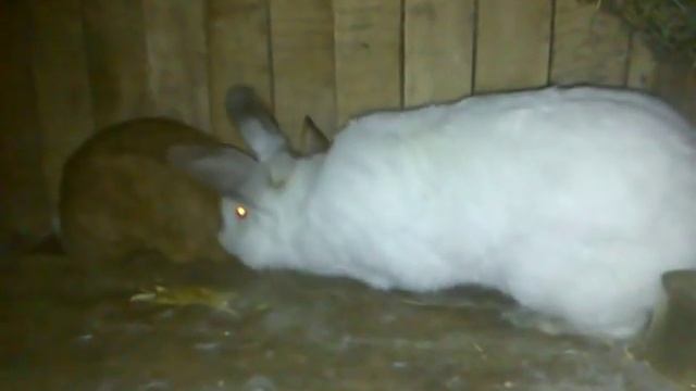 Кролики. Повторная садка. Крольчиха издаёт звуки и не подпускает крола . Самка оплодотворена. смотреть онлайн