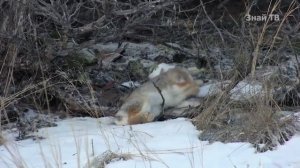 Усатые - полосатые В ДЕЛЕ! Отважные и бесстрашные домашние КОШКИ ПРОТИВ ВСЕХ!