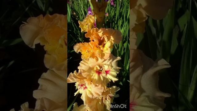 Моя коллекция гладиолусов (2007-2017 г.г.) Часть 1.#цветоводство #гладиолусы #цветы смотреть онлайн