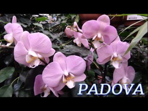 Печальная участь орхидеи Padova