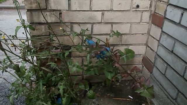 крыса в городе среди бела дня смотреть онлайн