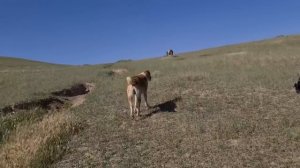 всё таки мы их нашли отарные собаки гор Нохур!