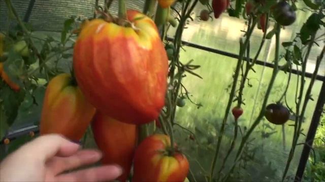 Заключительный обзор маленькой теплицы. смотреть онлайн