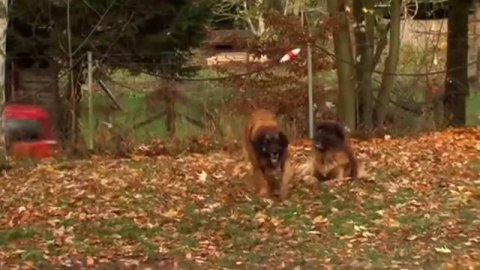 10 самых больших пород в мире