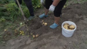 Урожай картофеля выращенный из ростков