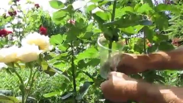 РОЗЫ. Как размножать розы воздушной отводкой. Легкий и быстрый способ