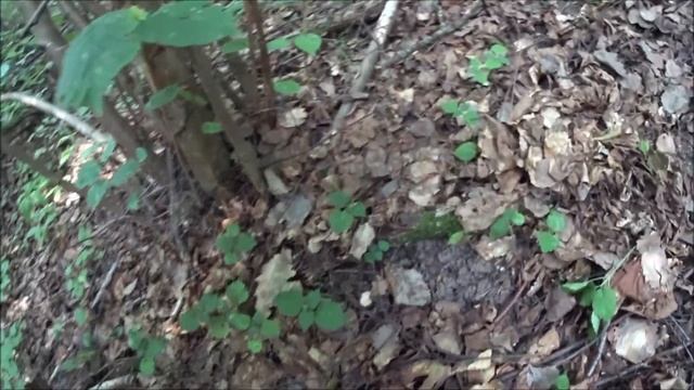 Нашествие лисичек. Собираем грибы в июне. смотреть онлайн