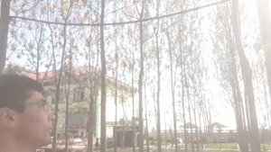 Павловния весна, цветения, Paulownia flowering