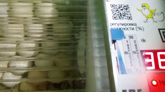 Бройлеры. Первый этап инкубации яиц - прогревание. С 1 по 7 день. смотреть онлайн