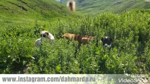 Гиссарские овцы и саги дахмарда из Шахритуса в местечке Ходжи Сангхок, Зидех