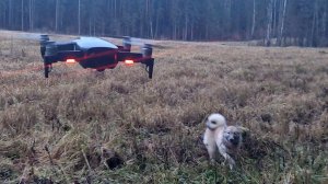 Гром Злата Белкунья в лесу