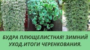 Будра плющелистная.Способ сохранения зимой.Размножение черенкованием. Ампельное растение для сада.