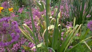 Allium giganteum (Aglio gigante)