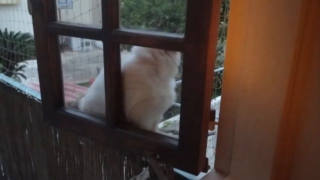 Священная бирма в апреле смотреть онлайн