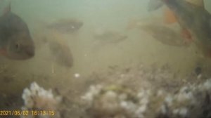 Рыба ест под водой. Подводная съемка на экшн камеру.