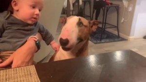 Cute Bull Terrier Teddy loves and protects  little baby! Бультерьер защищает маленького ребенка!