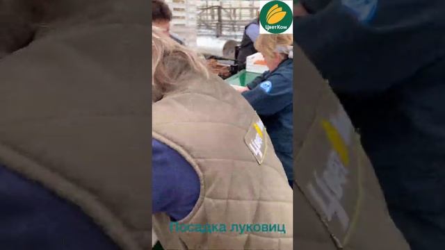 Посадка тюльпанов при выгонке на гидропонике.