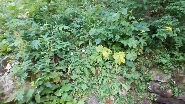 Теберда, Джамагатское ущелье, горные реки и красоты местной природы.mp4