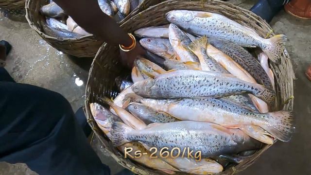 ডায়মন্ড মাছের বাজার 2024 || Daimond fish market || Fish price 2024 || #prawns #fishmarket #hilsa