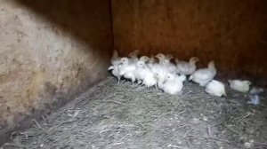 Бресс Гальские куры .Суровые будни  птицевода. Куда  девают выбракованных цыплят ?