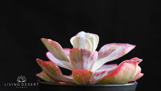 Echeveria chantilly hybrid f variegata смотреть онлайн