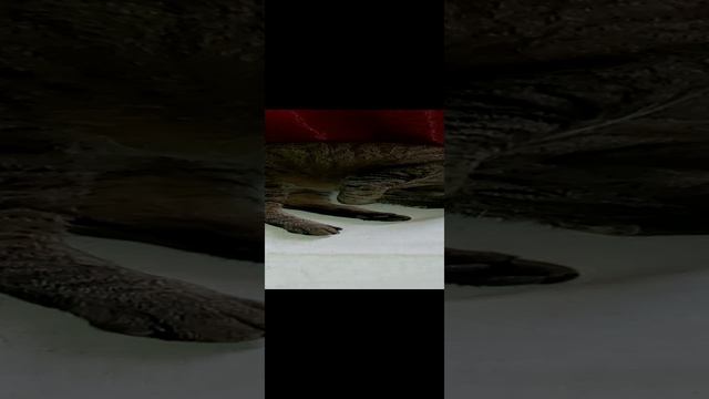 Лёха зародыш смотреть онлайн