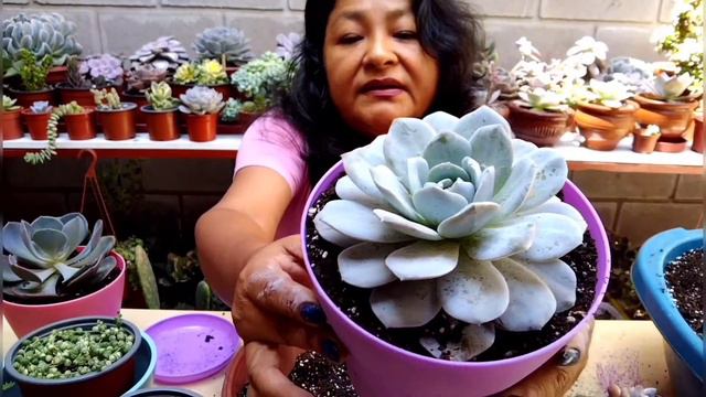 transplantando + suculentas en mi jardin 🪴🌺 смотреть онлайн