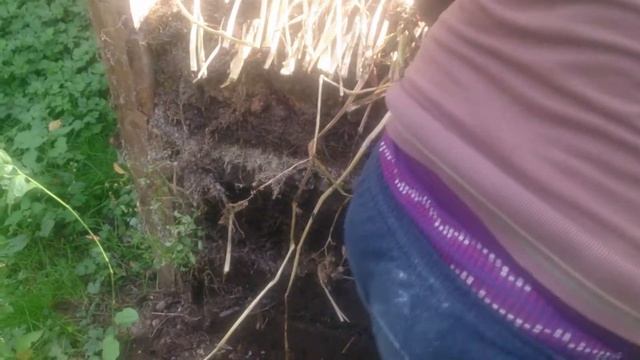 Как с одного квадратного метра получить 3 мешка картошки смотреть онлайн