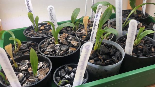 Babies: Update August 2022 смотреть онлайн