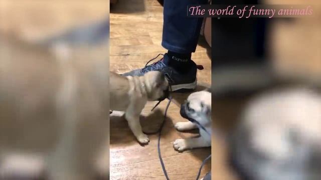  смотреть онлайн