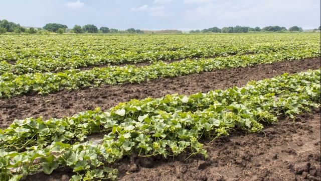 ДЫНЯ КАРАМЕЛЬ - СКОРОСПЕЛЫЙ УСТОЙЧИВЫЙ К ПЕРЕУВЛАЖНЕНИЮ ПОЧВЫ СОРТ смотреть онлайн