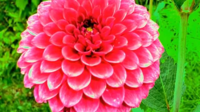 Георгины. Георгин шаровидный Mary's Jomanda. Dahlias. Dahlia. Dahlien. Dahlie Mary's Jomanda. смотреть онлайн