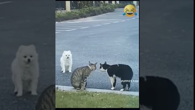 ЗАБАВНЫЕ ЖИВОТНЫЕ