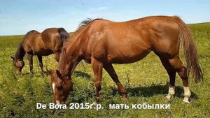 ❗️ПРОДАНА❗️ Ч/к кобылка 2022 г.р. Strong Blow - De Bora