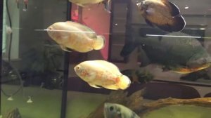 Астронотусы в моем аквариуме