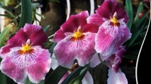 Мильтония уход.Орхидея мильтония уход