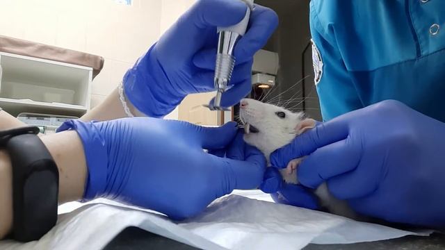 Подпиливание резцов у грызунов.