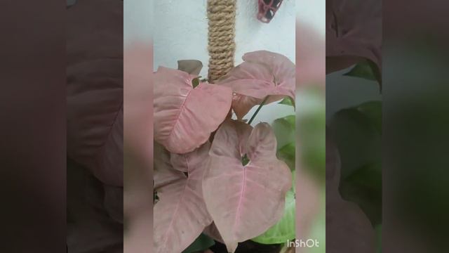 Syngonium /Arrowhead plant varieties     #syngonium #syngoniumpink смотреть онлайн