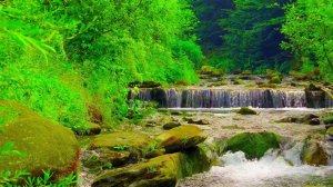 Звуки воды Со Звуками Природы ✦ Пение Птиц В Лесу ✦ Релакс