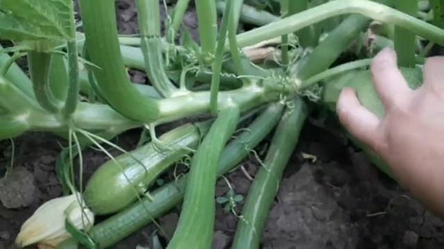 Сбор малины и кабачков. Обзор огорода, тыквы, красной смородины и крыжовника смотреть онлайн